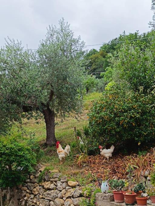 Alloggio Intero In Casa Contadina Nel Verde Ai Piedi Della Majella - Agricasa Caprafico Casoli  Exterior foto